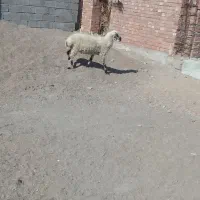 گوسفند میش چاق