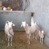 بز کره سانان