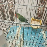 کوتوله مست مست