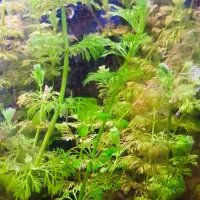 گیاه آکواریوم شویدی خارجی