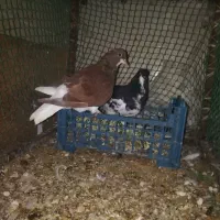 کبوتر خوش رنگ و یالی