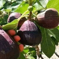 نهال انجیر خشکباری سفید