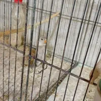 جوجه کوتوله. دونخور