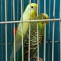 دو جفت مرغ عشق با جوجه