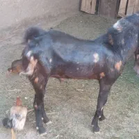 کهر نرکاموری|حیوانات مزرعه|ماهان, |دیوار