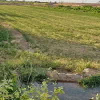 باغ انگور|فروش دفتر صنعتی، کشاورزی، تجاری|دشتابی, |دیوار