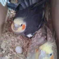 جفت عروس هلندی