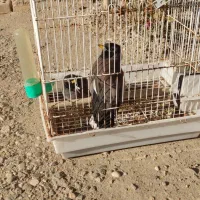 مرغ مینا سخنگو|پرنده|آزادشهر, |دیوار