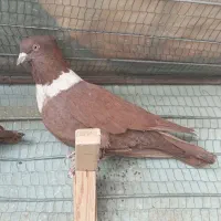 کبوتر کلاغ نواری سرخ نر