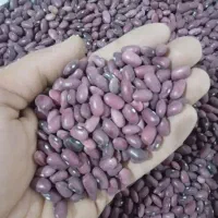 لووبیاقرمز درختی