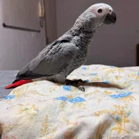 جوجه کاسکو خال قرمز کینگ سایز