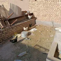 مرغ تخم گذار|حیوانات مزرعه|حمیدیا, |دیوار