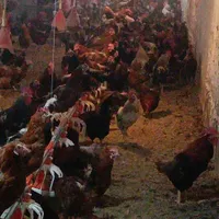 مرغ گلپایگان تخمگذار رسمی بومی محلی  خروس گوشتی|حیوانات مزرعه|تهران, صادقیه|دیوار