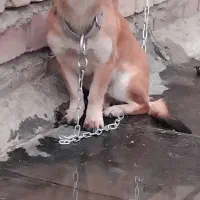 سگ پاکوتاه|سگ|نیشابور, رحیم آباد|دیوار