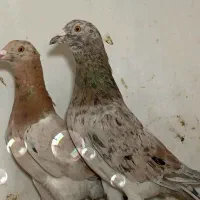 زردهفرنگ خرمایی هفرنگ|پرنده|قزوین, |دیوار