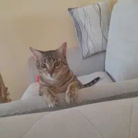 گربه مادهdsh|گربه|رودهن, |دیوار