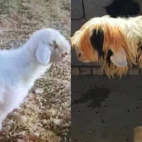 فروش بره سبک