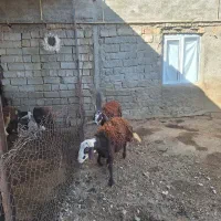 فروش دو راس بره قوچ اصل افشاری بدون عیب و نقص|حیوانات مزرعه|صحنه, |دیوار