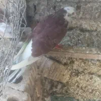 کفتر|پرنده|میبد, |دیوار