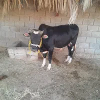 گوساله نر چاق
