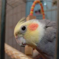 دو عدد عروس هلندی نر|پرنده|الوند, |دیوار