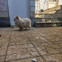 سگ پاکوتاه|سگ|خرمدره, |دیوار