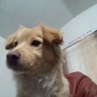 میکس پامرواشپیتس ماده آماده برای جفت‌گیری