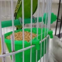 مرغ عشق بالغ نر با قفس