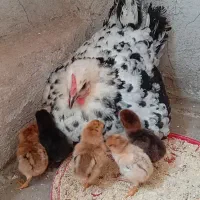 دستگاه جوجه کشی هدایت