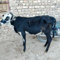 گوساله نر خارجی دورک