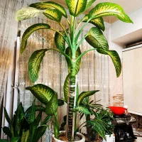 گل دیفن باخیا