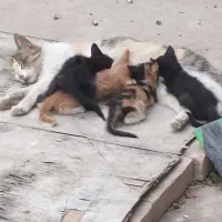 بخاری سالم و ورق سنگین