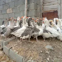 فروش50عددغازومرغابی