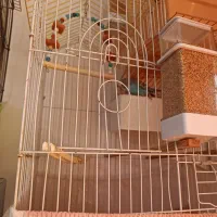 تعداد 9عدد مرغ عشق بفروش می رسد