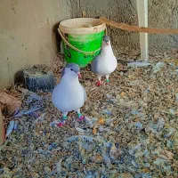 خال دمسبز.کرباتی سیاه.ساده سبز.چپ.کله سیاهطوقی|پرنده|تربت‌حیدریه, پایانه مسافربری تربت حیدریه|دیوار