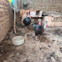 بوقلمون|پرنده|شیروان (خراسان), |دیوار