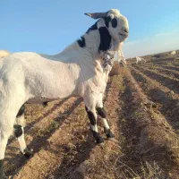 نربز پاکستانی