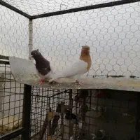 کبوتر|پرنده|شاهین‌شهر, گرگاب|دیوار