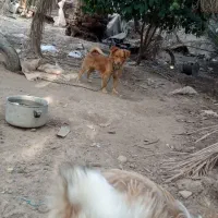 با دقت متن را بخونید|سگ|بم, |دیوار