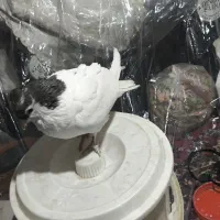 کبوتر|پرنده|مشهد, تلگرد|دیوار