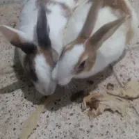 خرگوش و بچه خرگوش یک ماهه