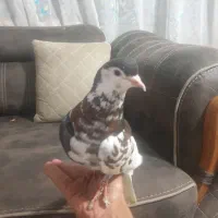 چپ سیاه ماده افشون  سرخ
