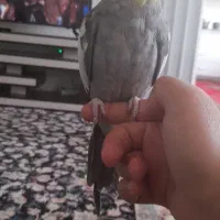 عروس هلندی سخنگو|پرنده|قم, شهرک امام حسین|دیوار