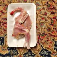 جوجه خروس محلی