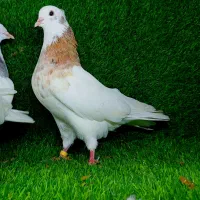 کبوتر طوقی|پرنده|آق قلا, |دیوار