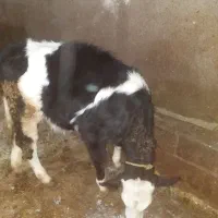 گاو گوساله روستای کومائین|حیوانات مزرعه|موچش, |دیوار