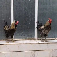 خروس های سالم و درشت - نژاد جهادی و گلپایگانی|حیوانات مزرعه|خمینیشهر, |دیوار