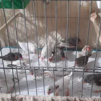 فنچ نر و ماده