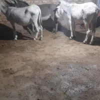 شیر درمان  چند نوع بیماری