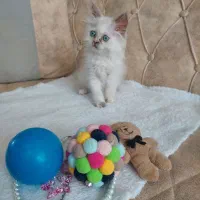 حراجستون گربه های اشرافی